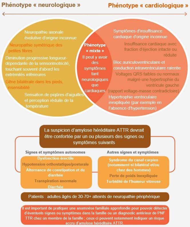 La figure vous aidera à identifier les symptômes à prendre en compte les plus courants pout l'amylose et hATTR.